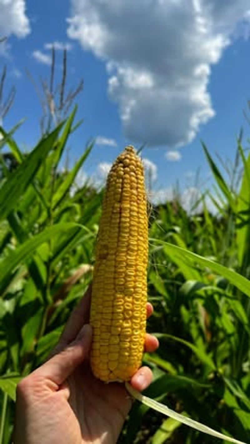 Trucker's Favorite Corn