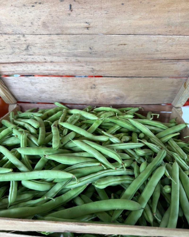 White Half-Runner Bean