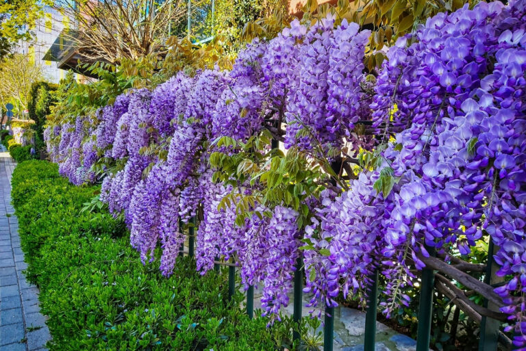 wisteria (featured image)