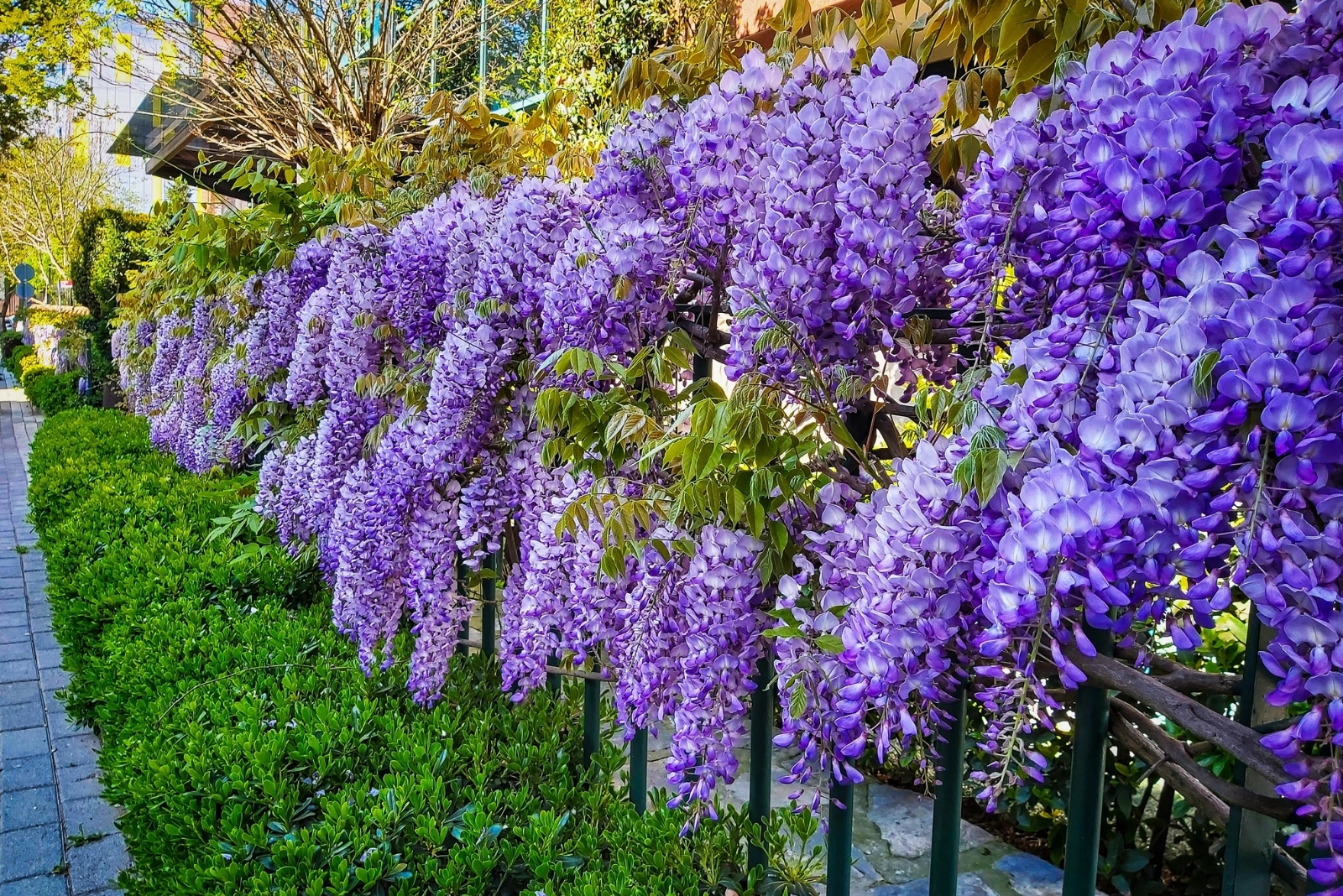 wisteria (featured image)