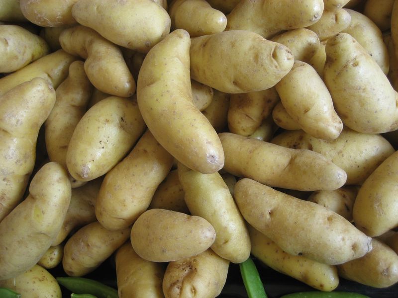 Fingerling – Gourmet Garden Delight