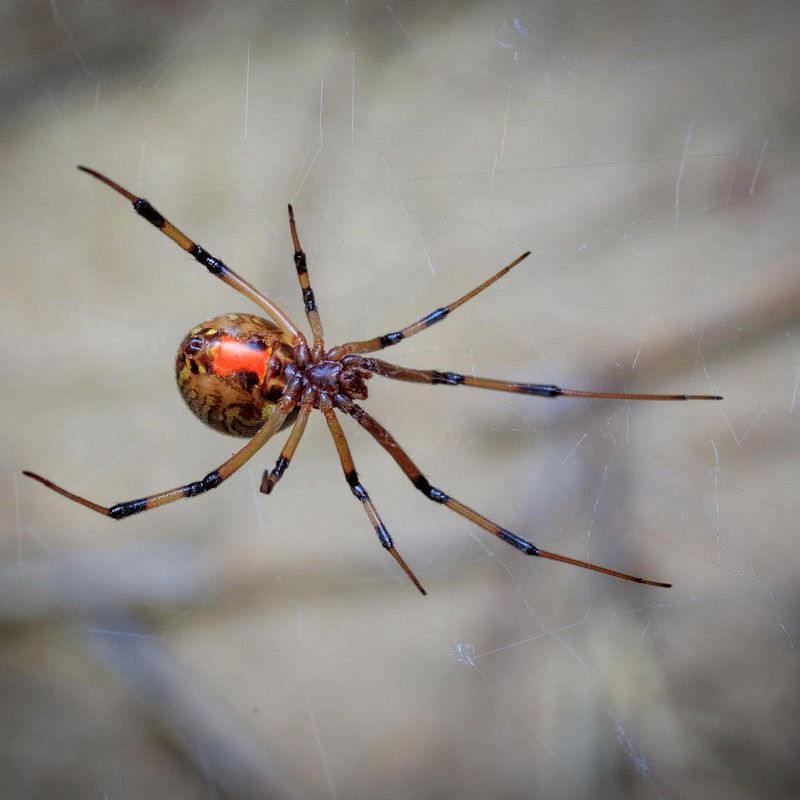 Brown Widow Spiders