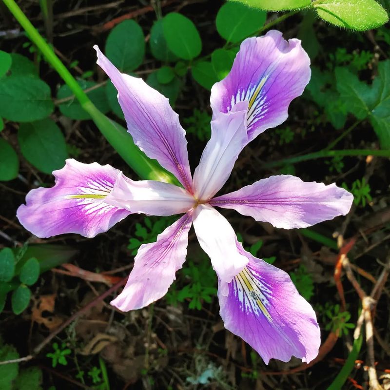 Douglas Iris