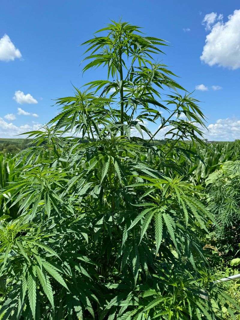 Wild Marijuana