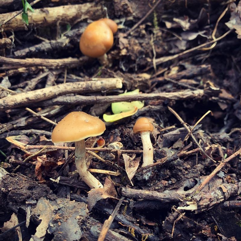 Psilocybin Mushrooms: No Magic Allowed