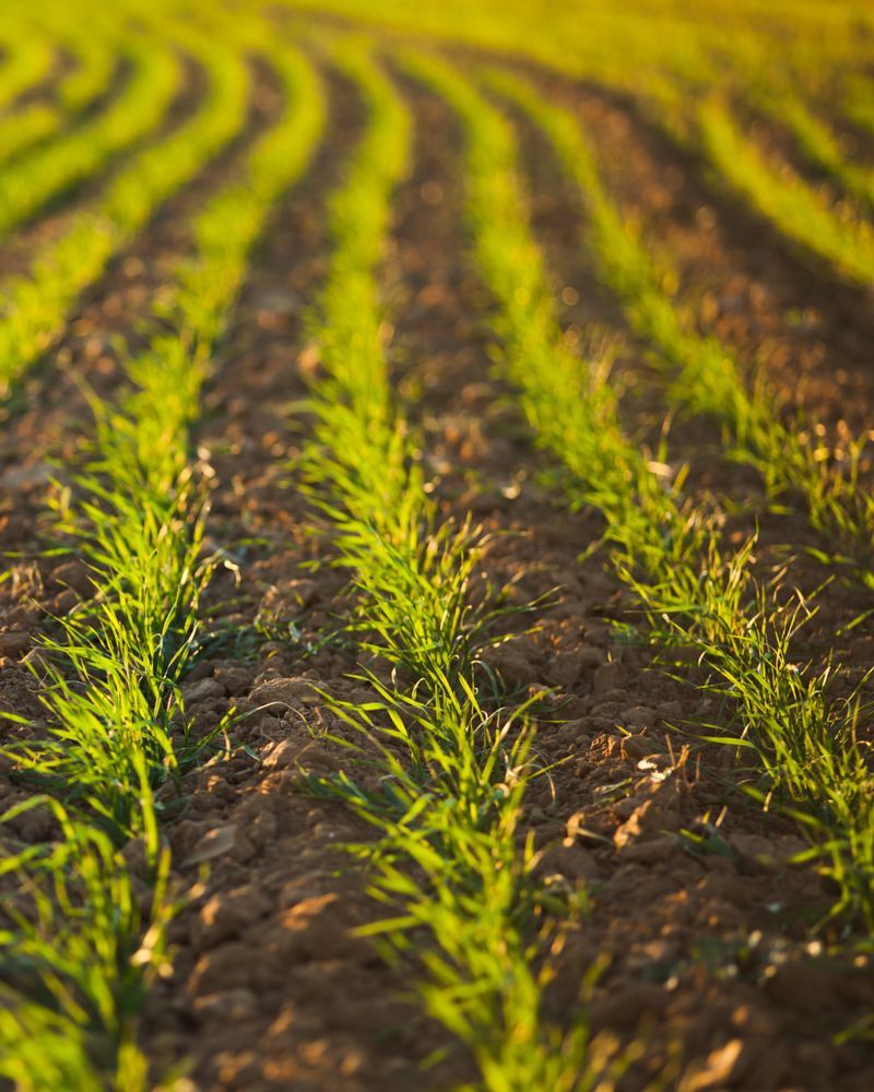 Palmer Amaranth: The Crop Destroyer