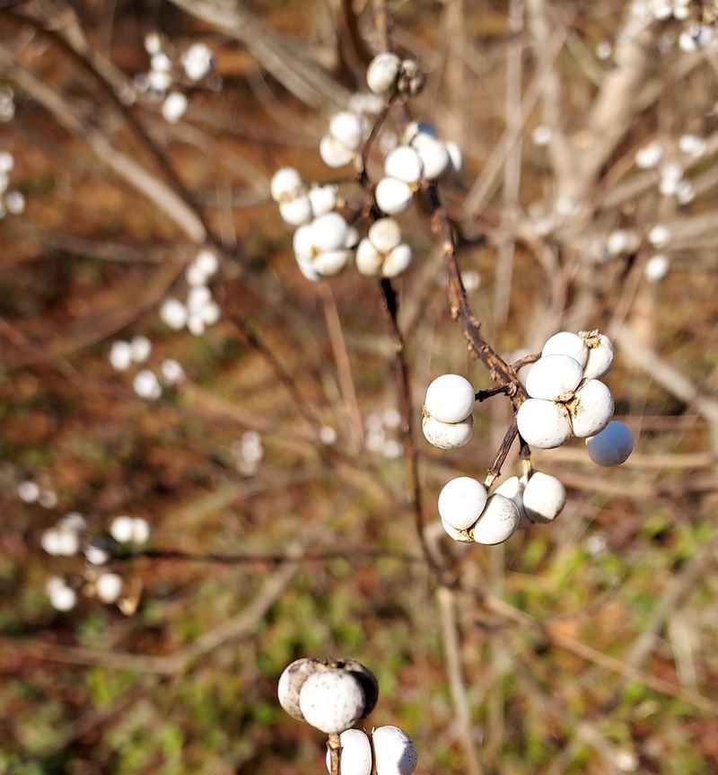Chinese Tallow Tree