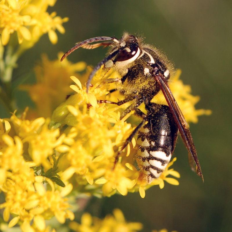 Bald-faced Hornet