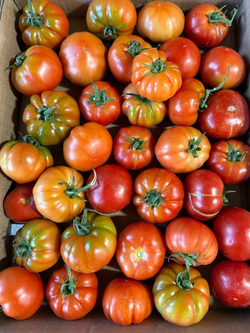 Pomodoro Paradise
