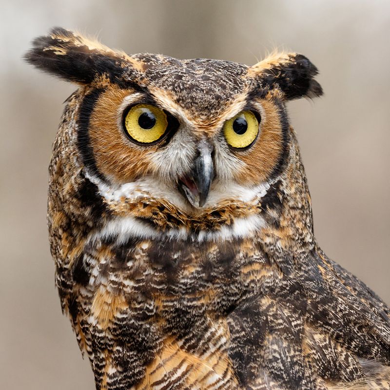 Great Horned Owl