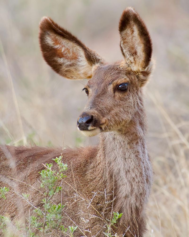 Mule Deer: Graceful Browsers Of Northern Arizona