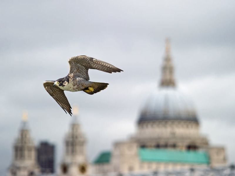 Peregrine Falcons: Urban Cliff Dwellers