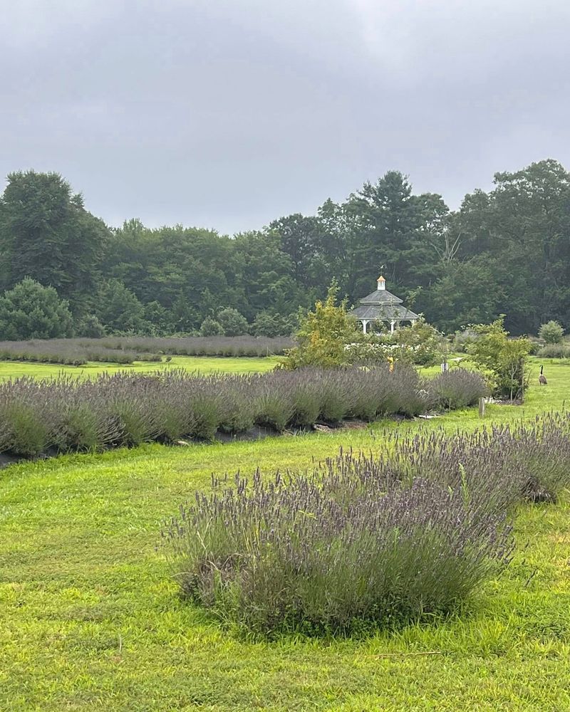 Lavender Pond Farm's Secret Corners