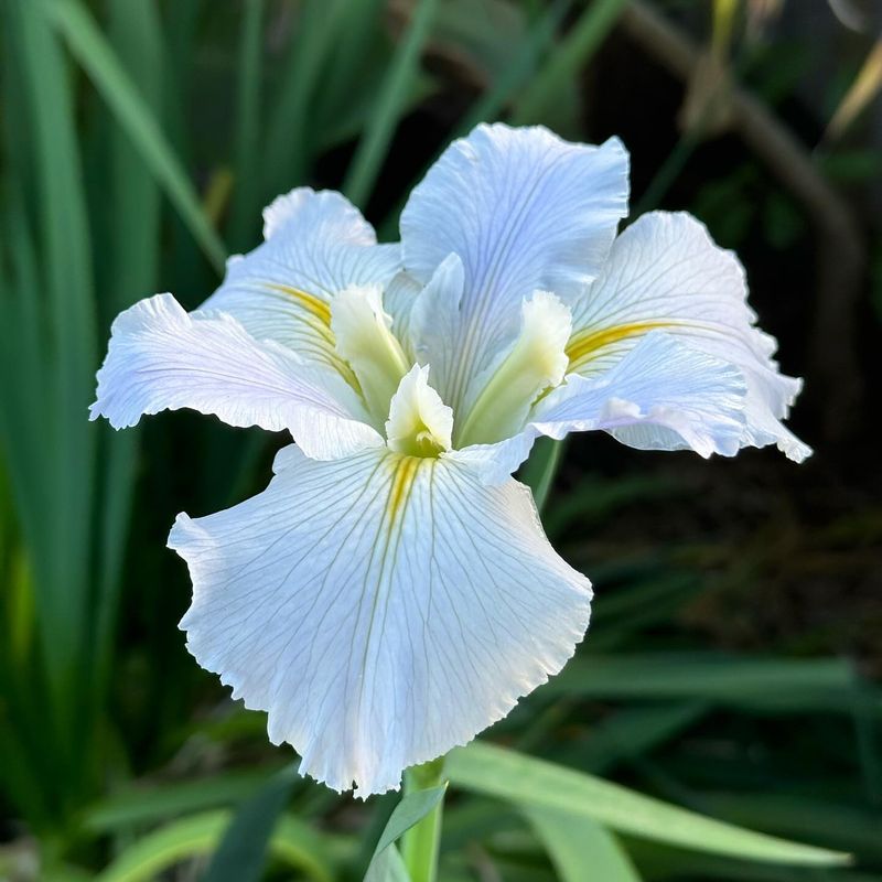 Louisiana Iris: Native Beauty