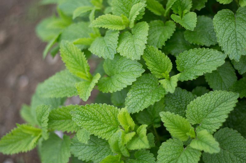 Lemon Balm