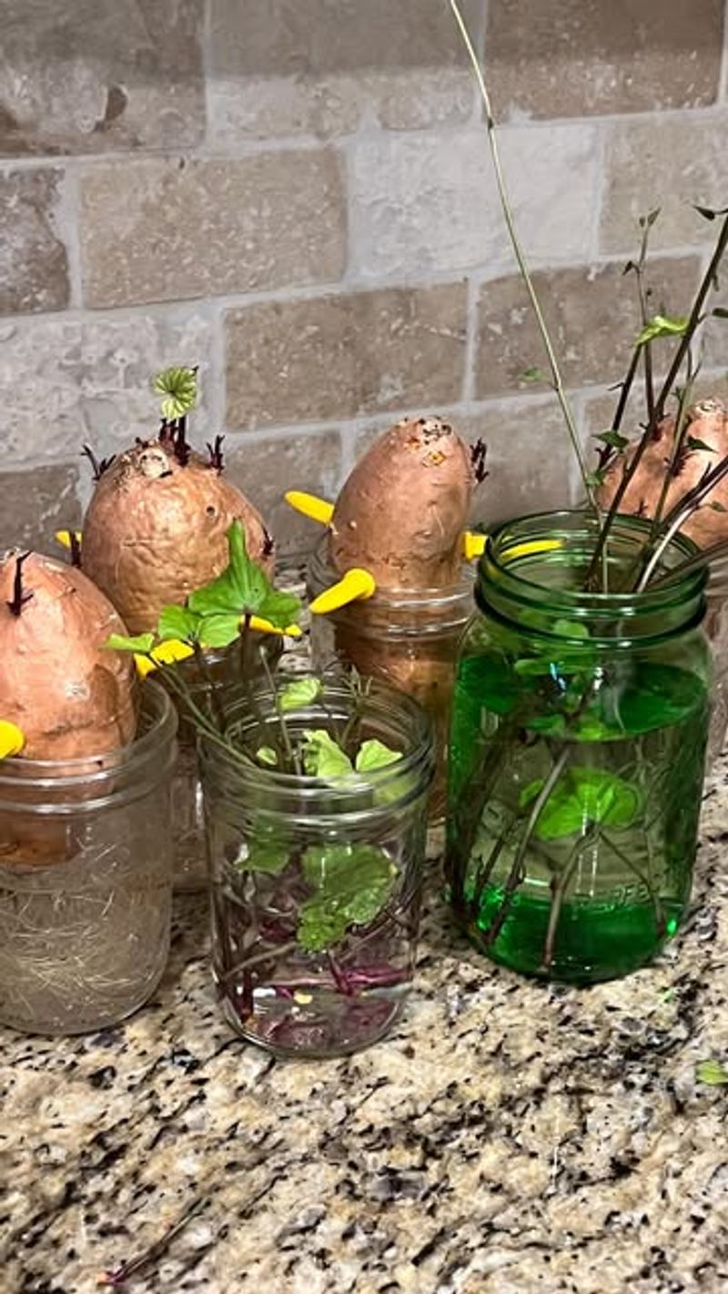 Sweet Potato Slips