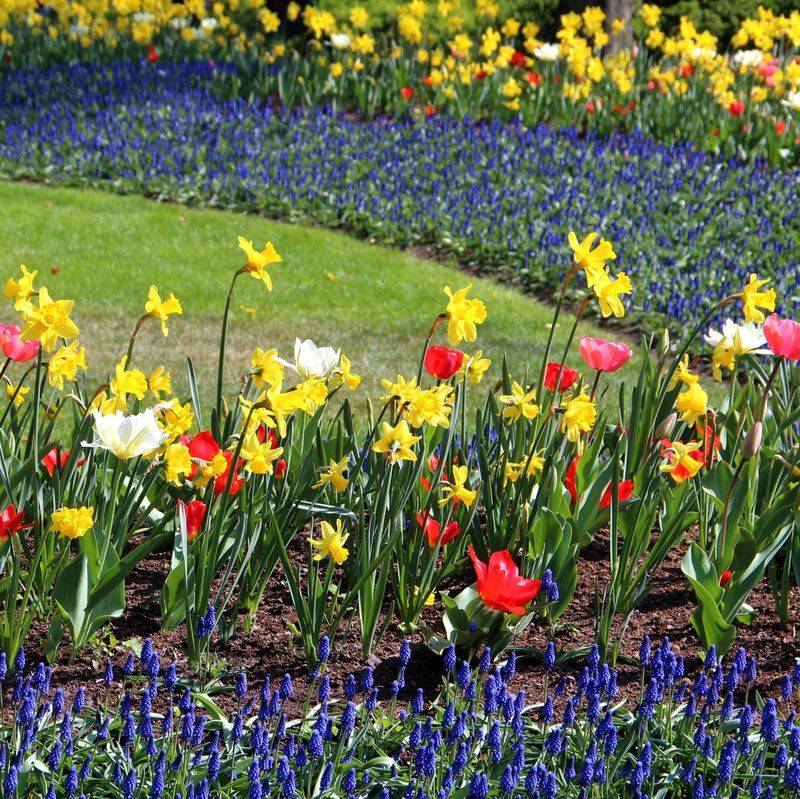Plant Spring Bulbs Before The Ground Freezes