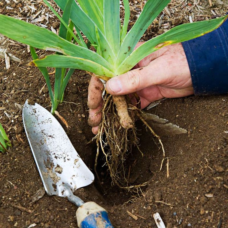 Why Irises Thrive After A Fall Relocation