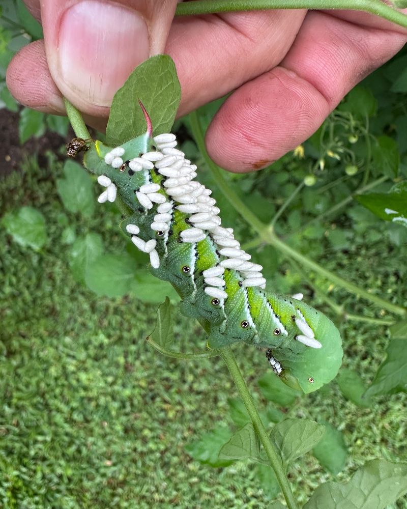 Tomato Hornworms: Voracious Green Giants
