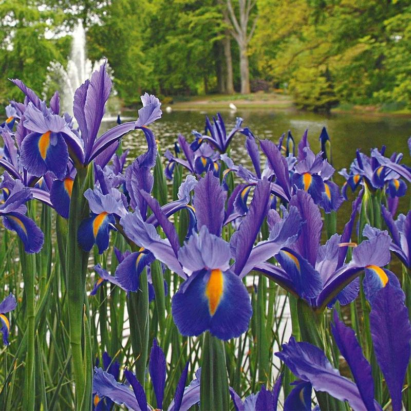 Dutch Iris (Iris x hollandica)