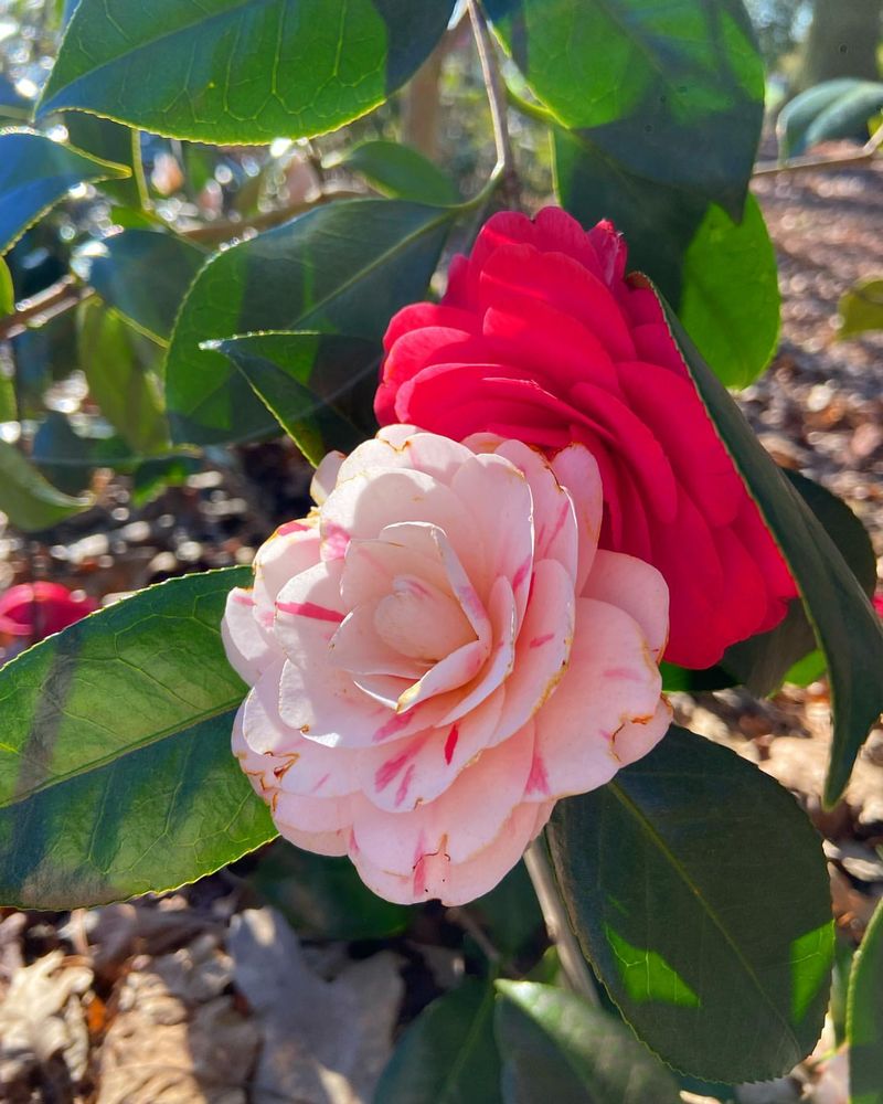 Japanese Camellia