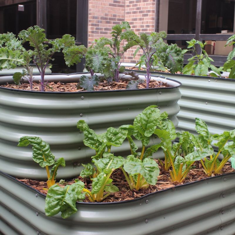 Don't Forget Container Plants