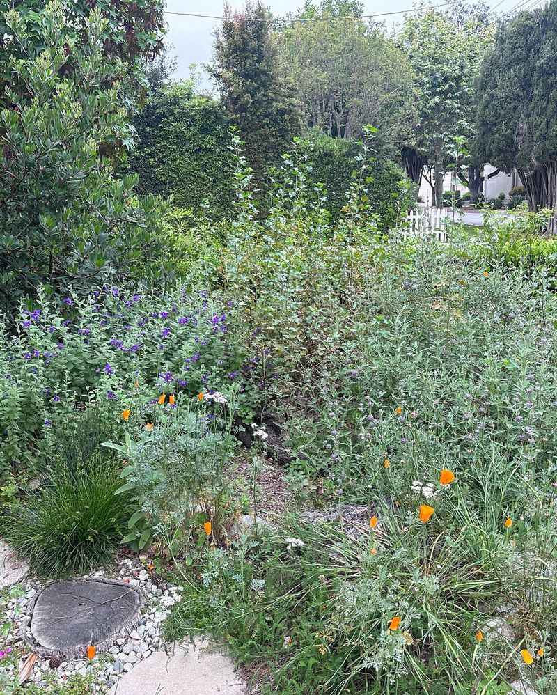 Native Plant Restoration
