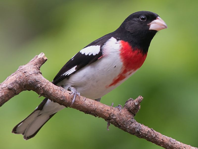 Surprise Visitor: Rose-Breasted Grosbeak