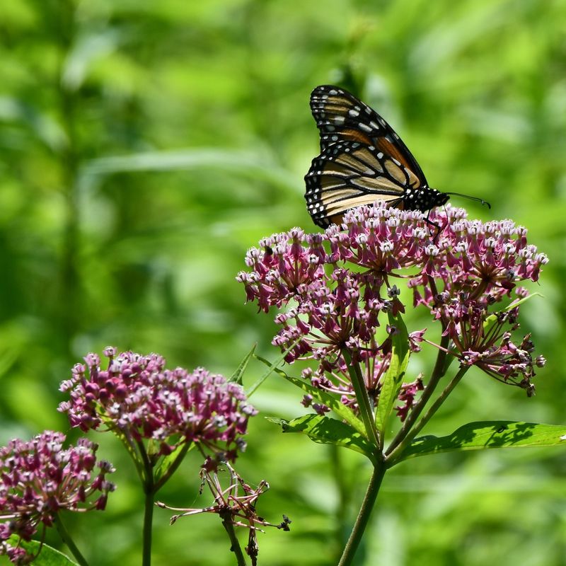 Swamp Milkweed