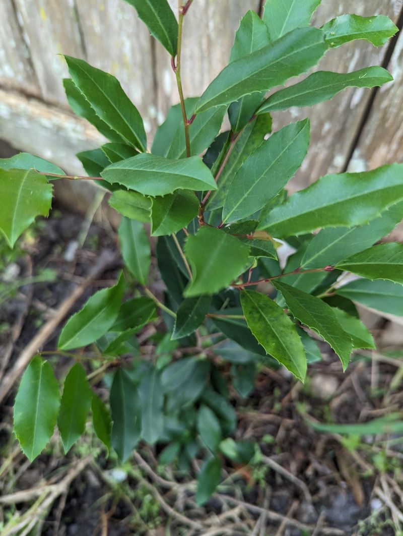 Cherry Laurel: Hidden Cyanide Factory