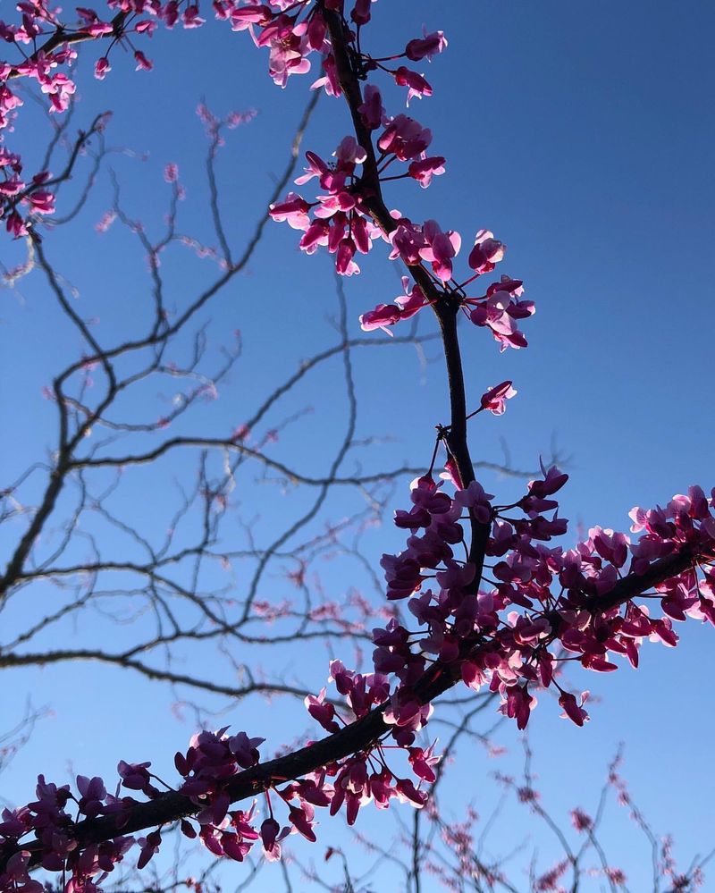 Wild Cherry: Wolf In Sheep's Clothing