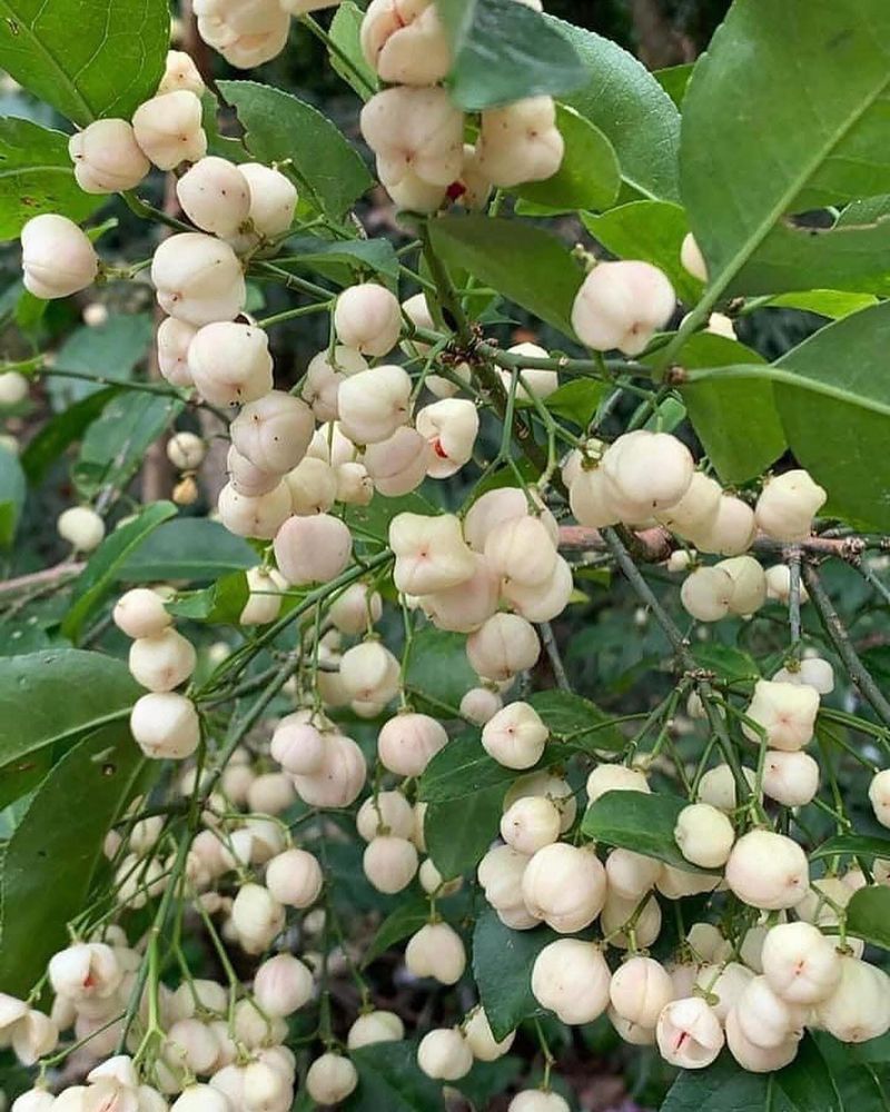 European Spindle