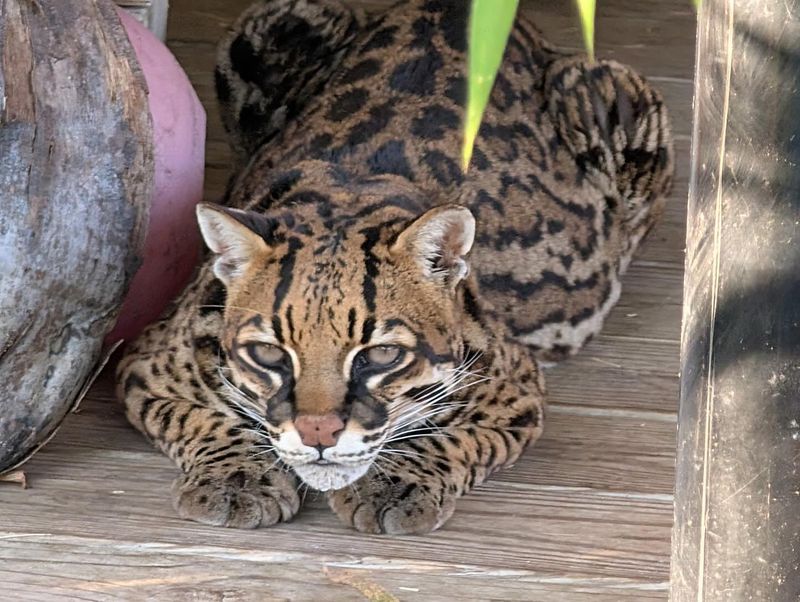 Ocelots
