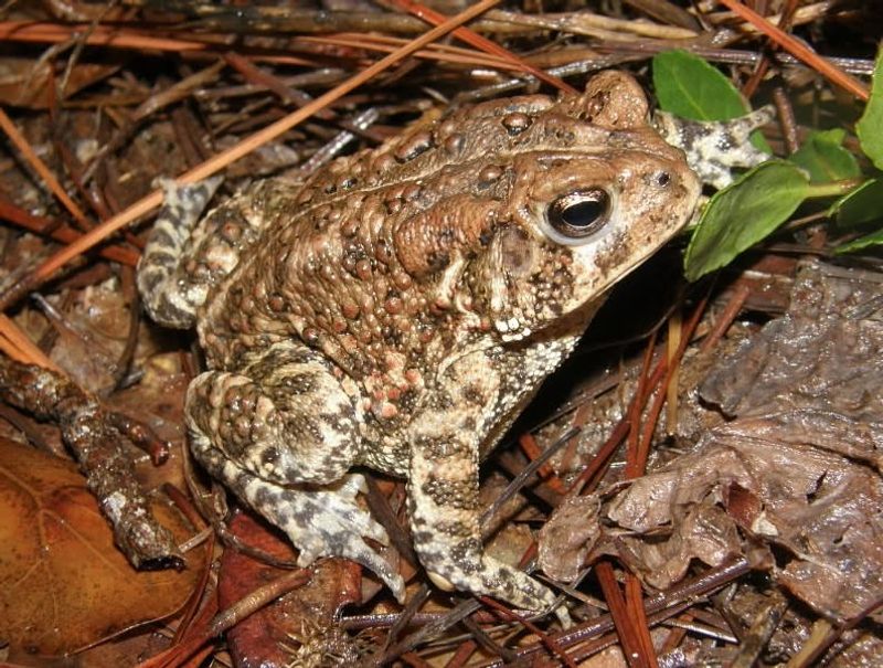 Houston Toads - Critically Endangered Amphibians