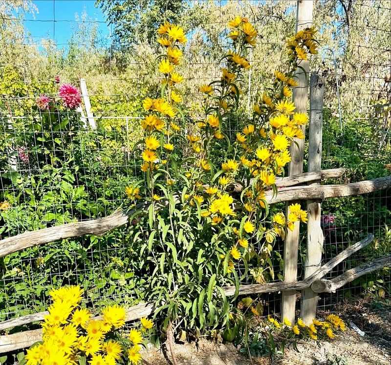 Maximilian Sunflower