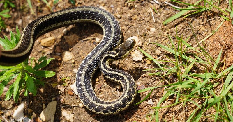Garter Snakes Beneath Garden Mulch