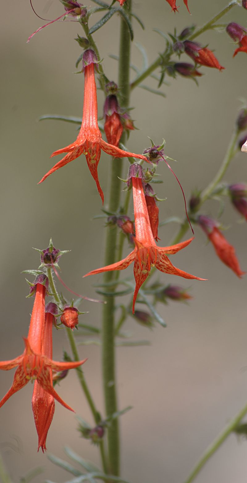 Scarlet Gilia