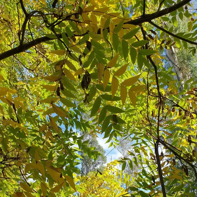 Black Walnut's Toxic Reach