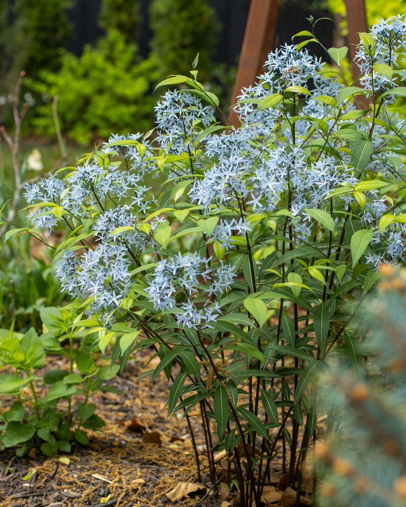 Amsonia