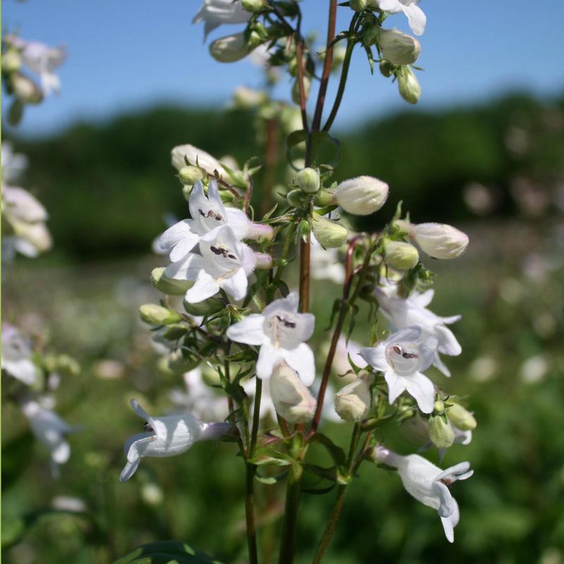 Penstemon (Beardtongue)