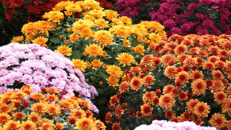 Chrysanthemums Adding Colorful Clusters