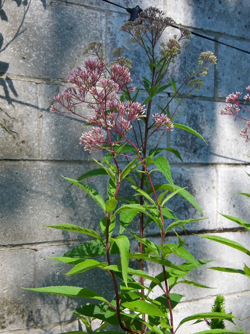 Joe Pye Weed Towers as Butterfly Magnet