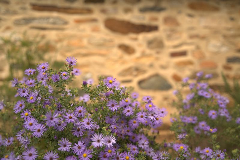 Aromatic Aster (Symphyotrichum oblongifolium)