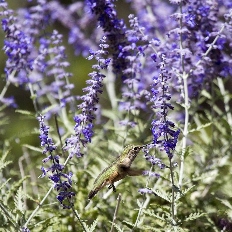 Russian Sage