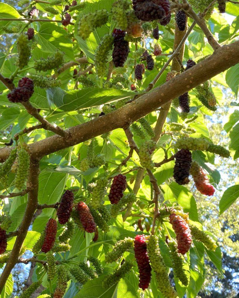 Mulberries