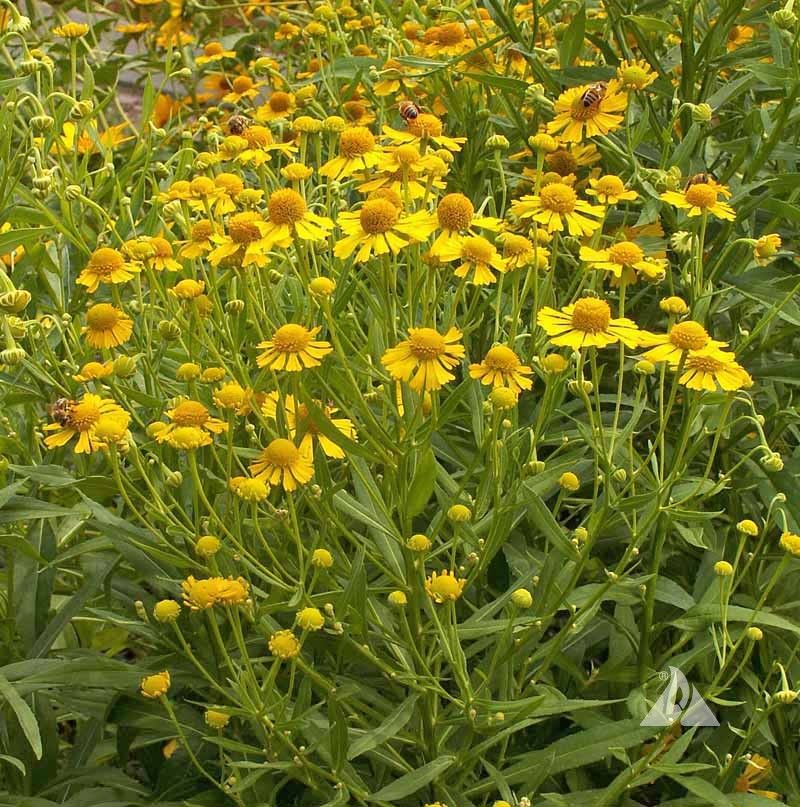 Helenium's Late-Season Fireworks