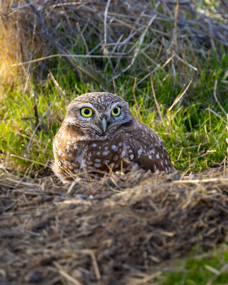 Burrowing Owls Nesting In Lawn Patches
