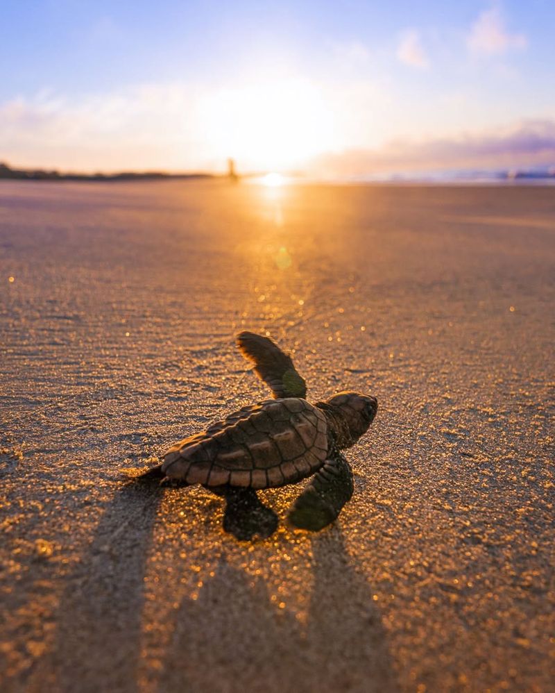 Loggerhead Sea Turtles