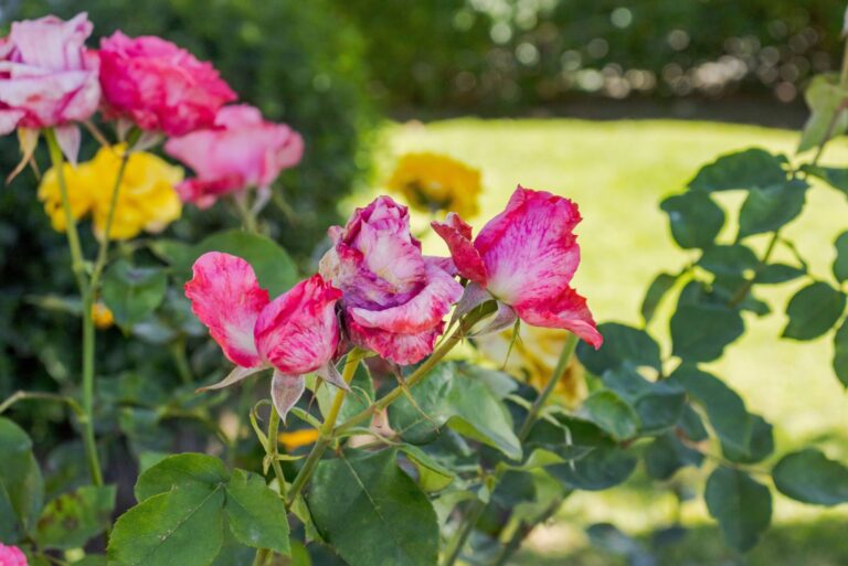 hybrid roses
