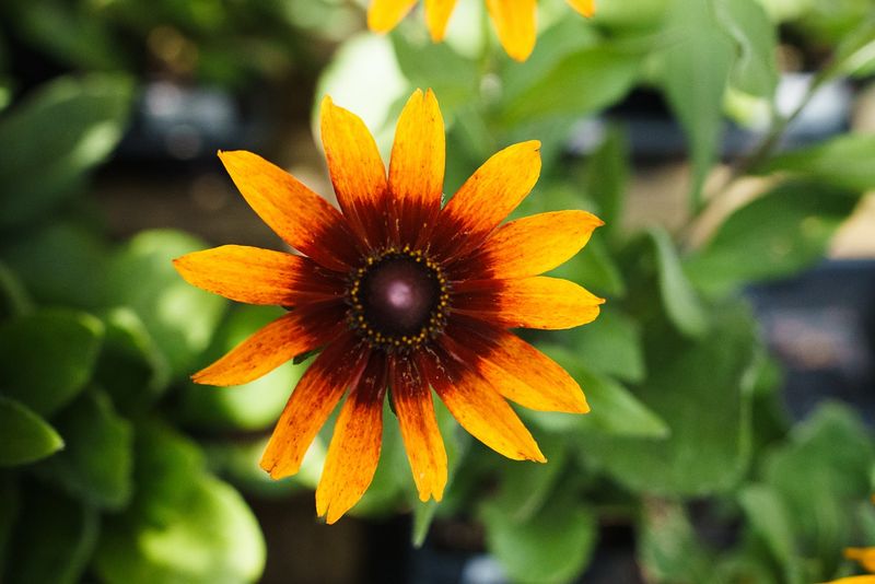 Vibrant Black-Eyed Susans